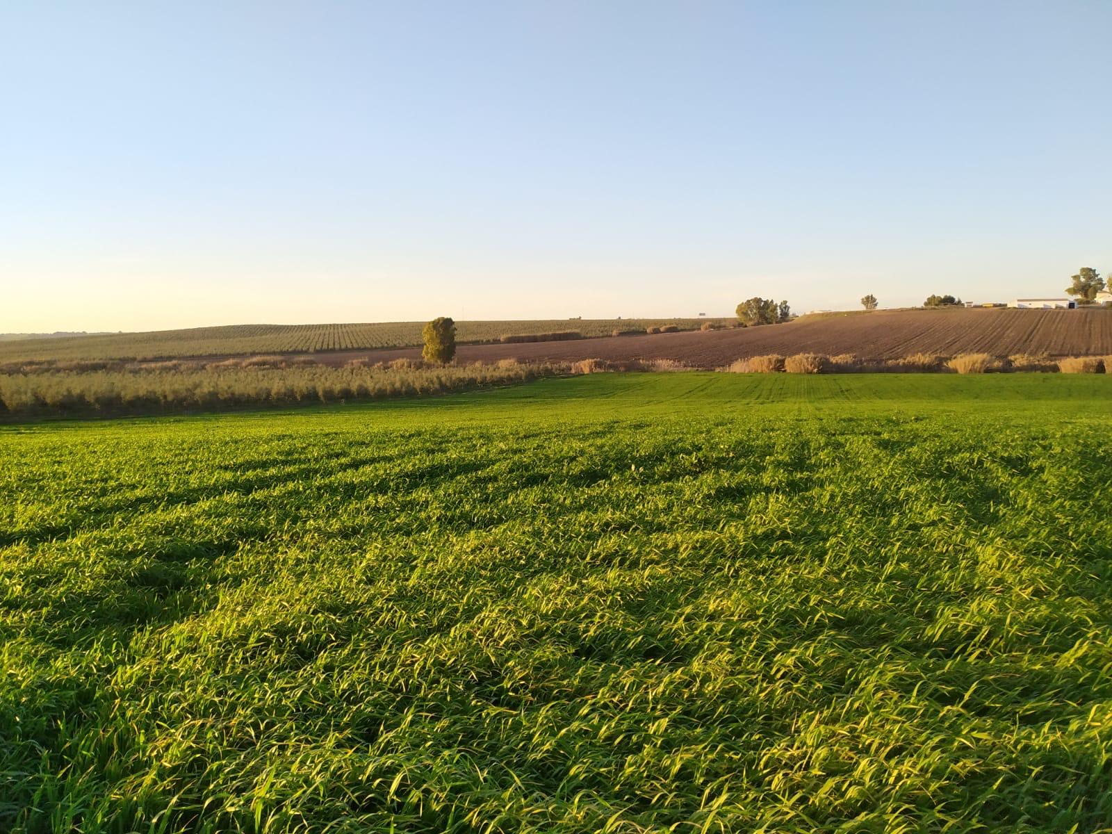 Olivar centenario al atardecer en el sur de Europa